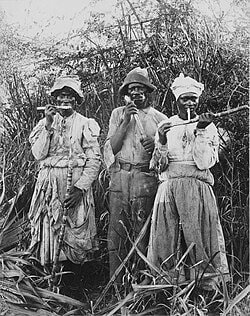 Cane cutters in Jamaica — a historical photograph depicting the labour conditions endured by enslaved and post-emancipation workers on Jamaican plantations.